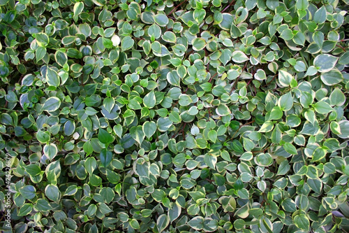 Vinca major plant, with the common names bigleaf periwinkle, large periwinkle. Botanical green background.