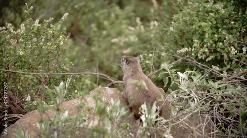 A small greyish-brown bush hyrax (Heterohyrax brucei) sitting on top of a rock surrounded by green shrubbery on all sides. The small omnivore mammal animal looks around it on all sides. photo