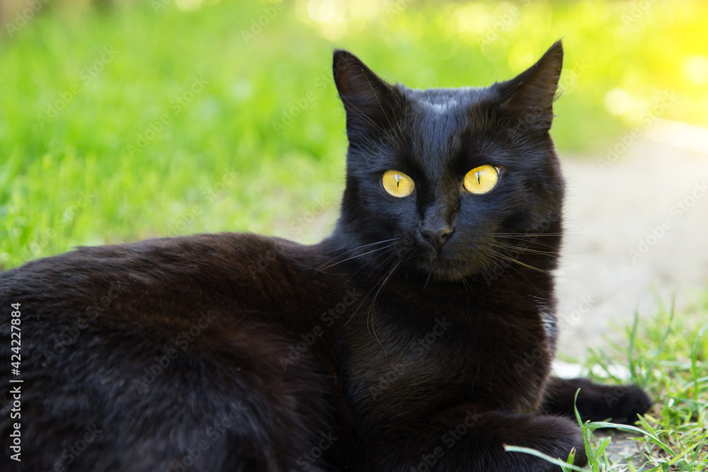 Beautiful bombay black cat portrait with yellow eyes close up in green grass in nature in spring summer garden
Beautiful bombay black cat portrait with yellow eyes close up in green grass in nature in spring summer garden