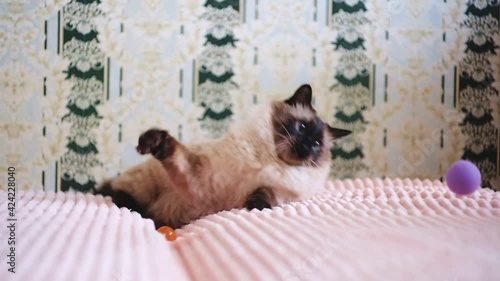 Cute balinese cat playing with toy, domestic pet, fun playful.Cute balinese cat playing with toy, domestic pet, fun playful.
