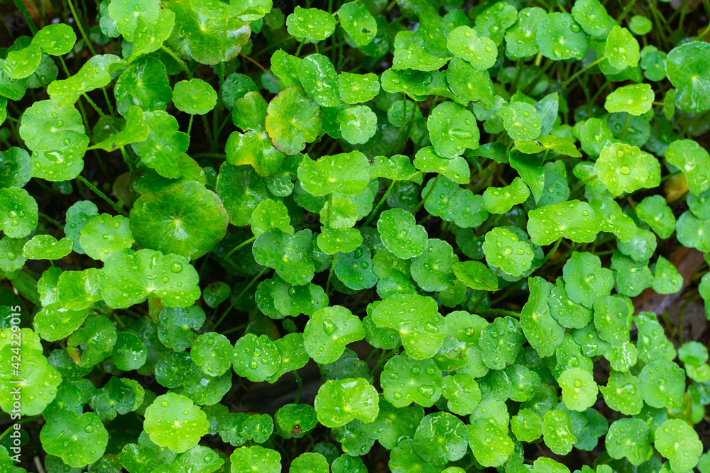 macro of leaf background , green leaf backdrop in the rain season macro of leaf background , green leaf backdrop in the rain season