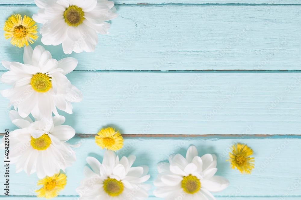 Obraz premium white chrysanthemum and yellow coltsfoot on blue wooden backgrou
