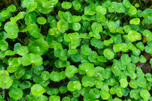 macro of leaf background , green leaf backdrop in the rain season