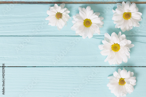 white chrysanthemum on blue wooden background © Siarhei