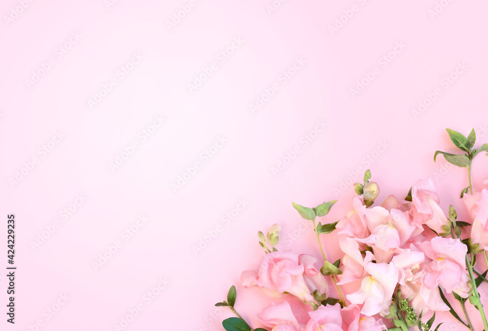 Delicate blossoming antirrhinum flowers background, blooming pink pastel festive frame, soft bouquet floral card