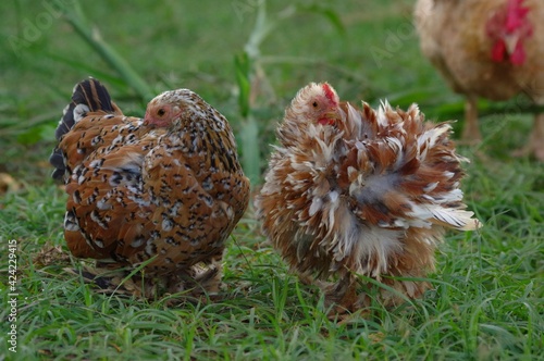 pékin et pekin frisée