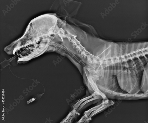 Head neck and chest x-ray of a dog lateral view