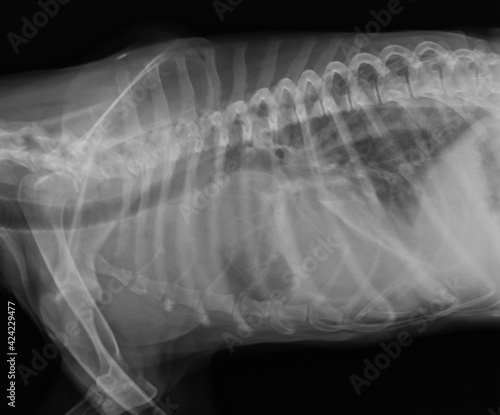 Dog chest radiography