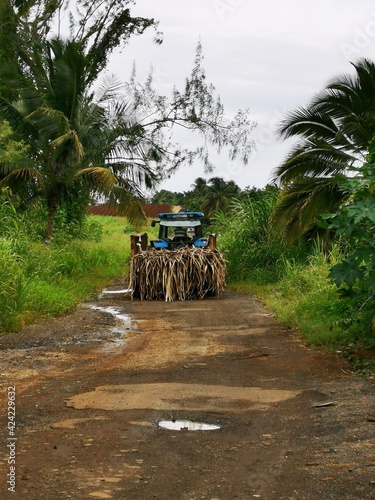 coupe des cannes en Guadeloupe 