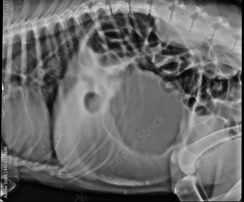 Dog abdomen x ray lateral view gastric dilatation volvulus