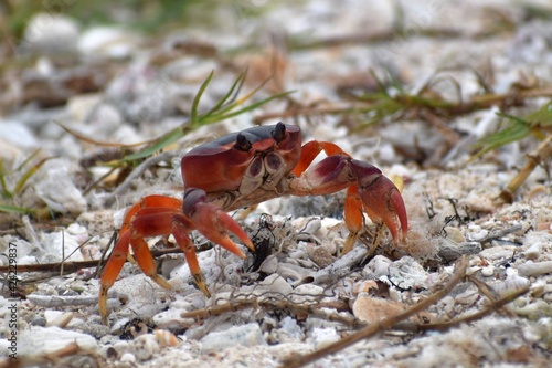 crabe en Guadeloupe 