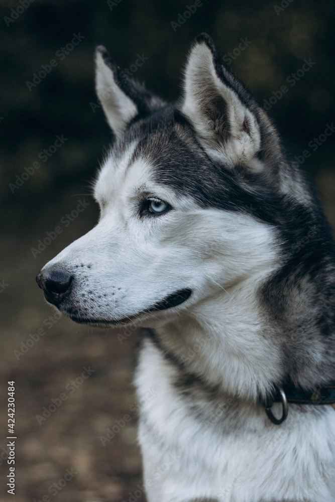 siberian husky portrait
