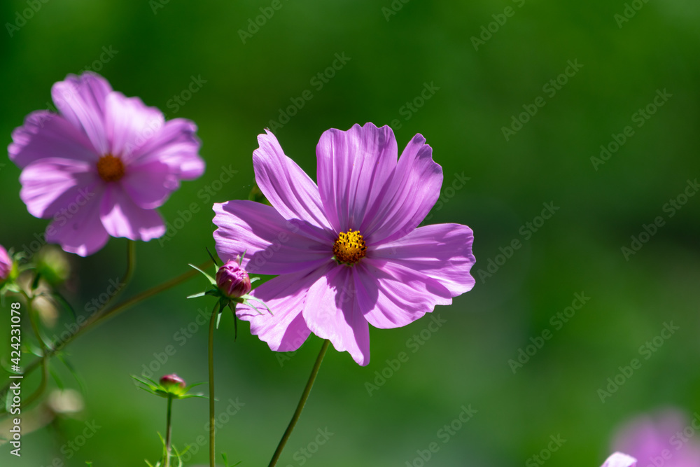 Beautiful pink cosmos flower in the garden Beautiful pink cosmos flower in the garden
