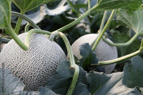 Melon Farm, Hokkaido, Japan