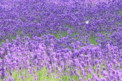 Fototapeta Naklejka Na Ścianę i Meble -  Butterfly and Lavender Field, Hokkaido, Japan