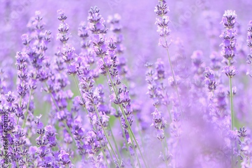 Lavender Field, Hokkaido, Japan
