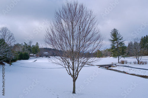 People sliding in the snow. Beautiful tree in the park.