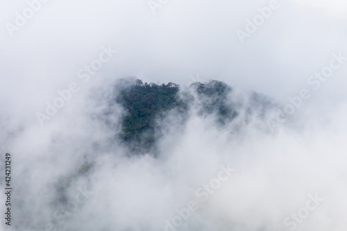 Mountain forest with white clouds or fog at morning time