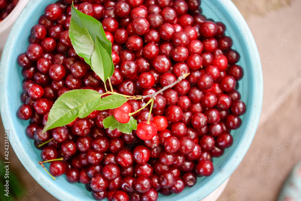 Ripe cherries in a container Ripe cherries in a container