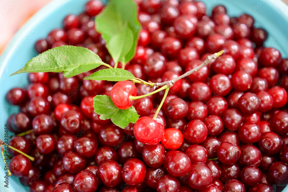 Ripe cherries in a container Ripe cherries in a container