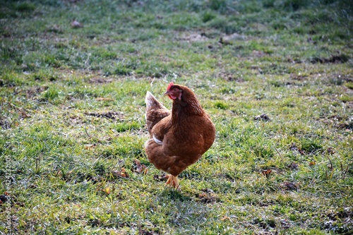 hen in the grass © Vito Natale NJ USA
