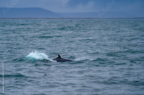 Whale animal in the ocean. Husavik whale watching excursion in Iceland