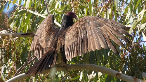A huge brown Turkey Vulture warms its long wings in the morning sun