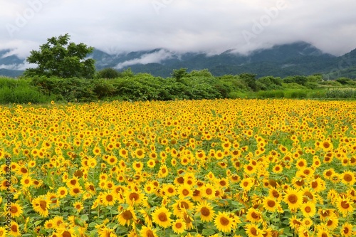 Sunflower Field, Hokkaido, Japan © Yuki