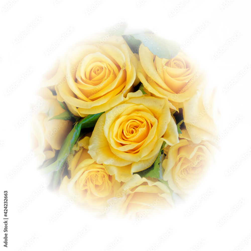 colorful yellow rose flowers closeup with white frame background colorful yellow rose flowers closeup with white frame background