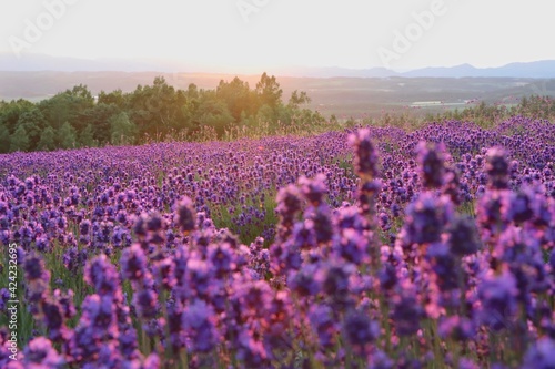 Lavender Field, Furano, Hokkaido, Japan © Yuki