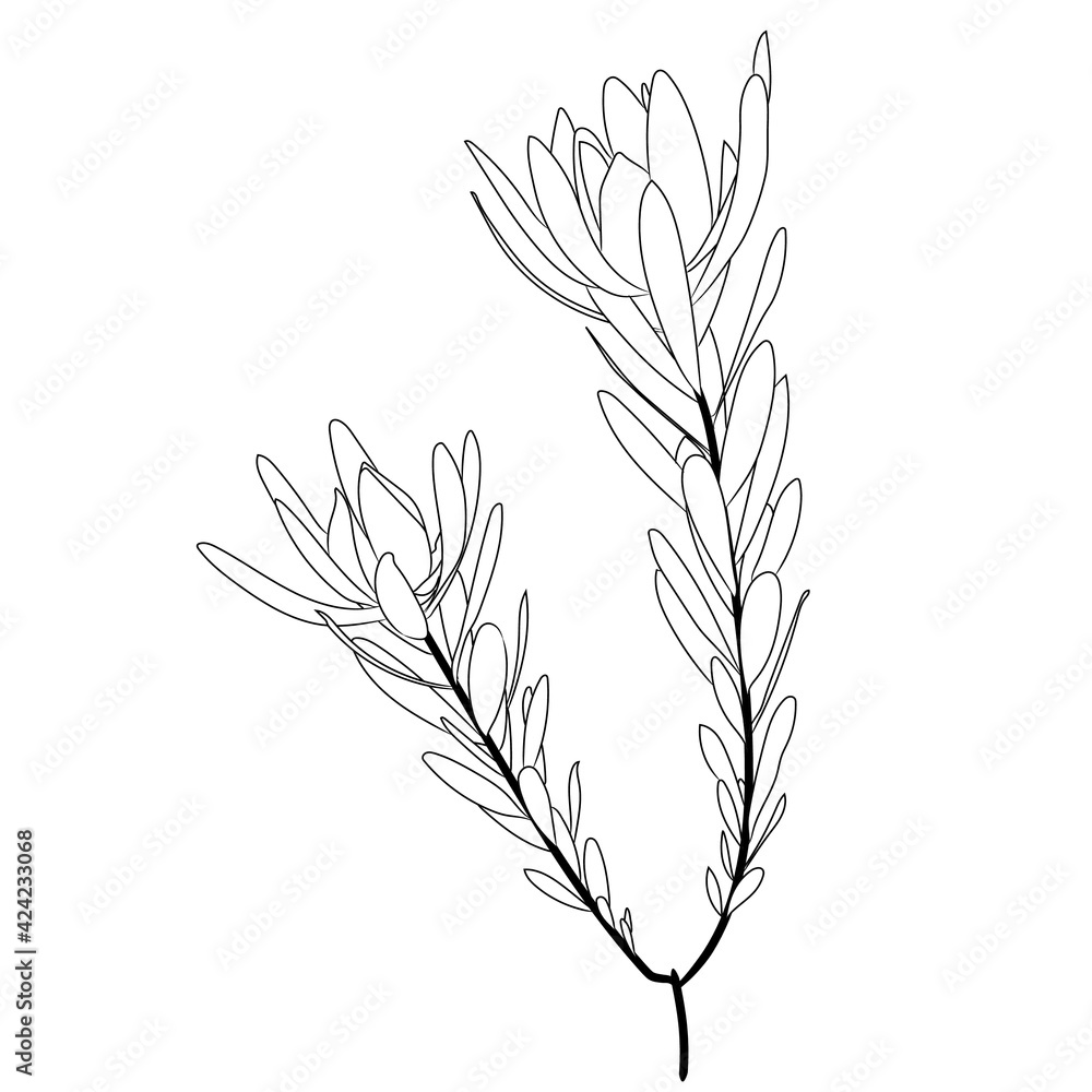 Hand drawn line art flowers. Eucalyptus black contour drawing. Minimal fine art floral illustration on white background. Black and white elegant line drawing. Can be used for logo, pattern, print Hand drawn line art flowers. Eucalyptus black contour drawing. Minimal fine art floral illustration on white background. Black and white elegant line drawing. Can be used for logo, pattern, print