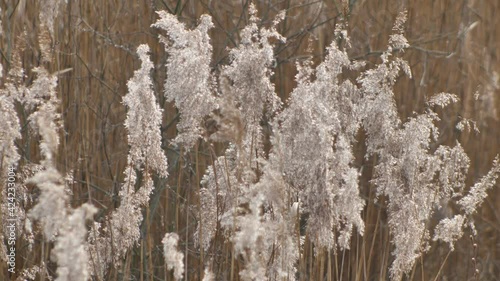 Wallpaper Mural Dry long cane grass gently moves in the wind Torontodigital.ca