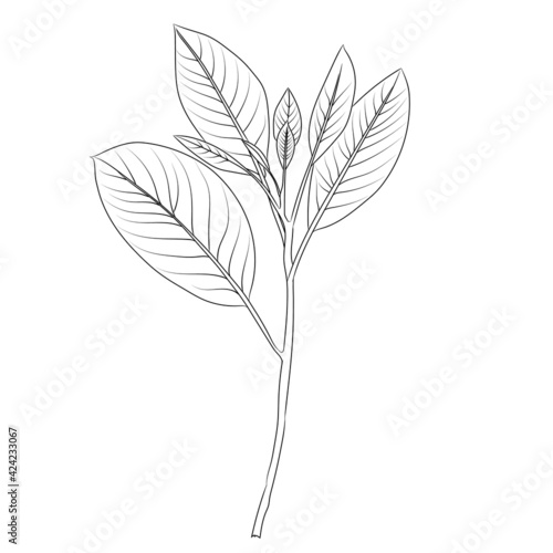 Hand drawn line art flowers. Eucalyptus black contour drawing. Minimal fine art floral illustration on white background. Black and white elegant line drawing. Can be used for logo, pattern, print © Tiana_Geo