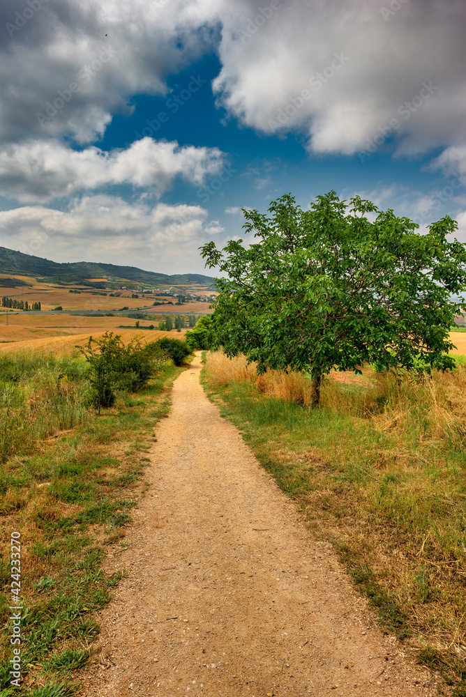 Obraz premium The Camino de Santiago in Navarra on a clear day