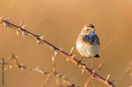 Bluethroat, in the early morning light. It's spring time and he is looking for a female bluethroat.