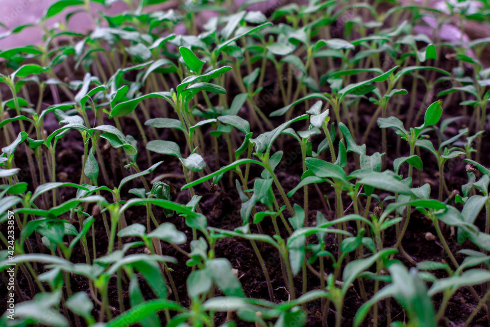 Green plant seedlings, or rather seedlings Green plant seedlings, or rather seedlings