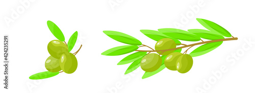 set of sprigs with olives on an isolated background.  vector illustration in flat style.  ripe olives with leaves and twigs.