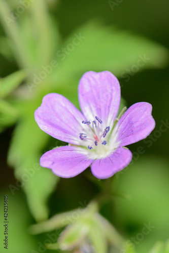 one bright lilac flower on a background of green grass