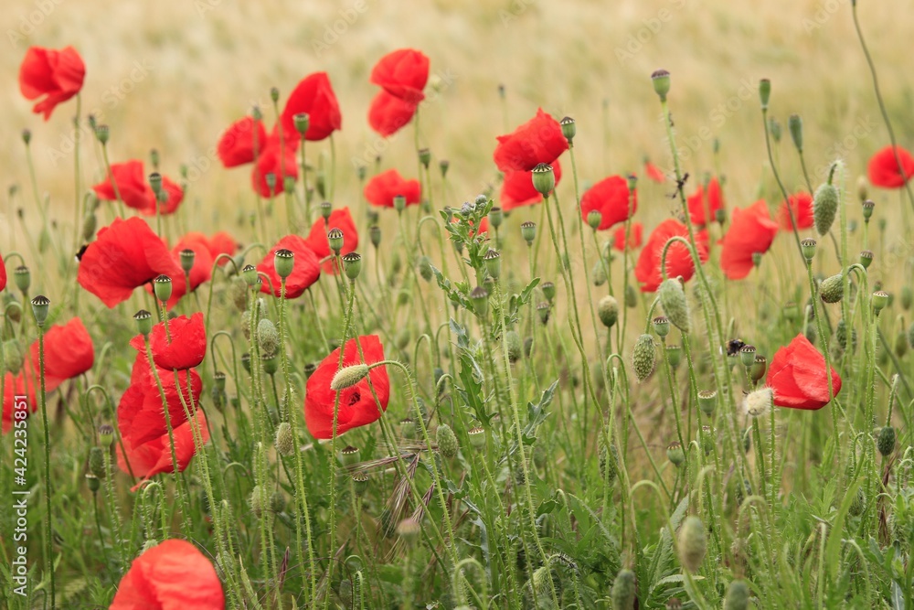 Fototapeta premium Mohnblüten 9