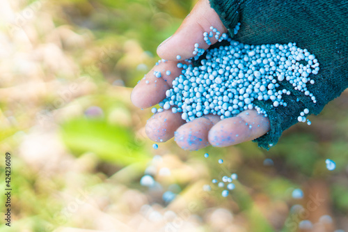 Pouring of chemical fertilizer on farmer hand.Farmer hand giving blue chemical fertilizer.Agriculture, Chemistry, Durian farm plantation.Phosphate, potassium.Plant fertilizer.cultivate.isolated white.