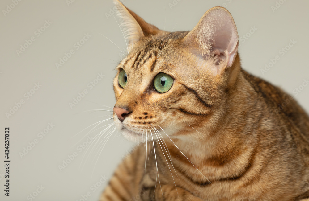 Animal, cat, pet concept. Serengeti cat on a grey background. Animal, cat, pet concept. Serengeti cat on a grey background.