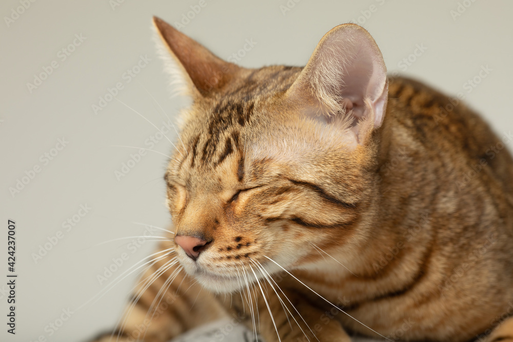 Animal, cat, pet concept. Serengeti cat on a grey background. Animal, cat, pet concept. Serengeti cat on a grey background.