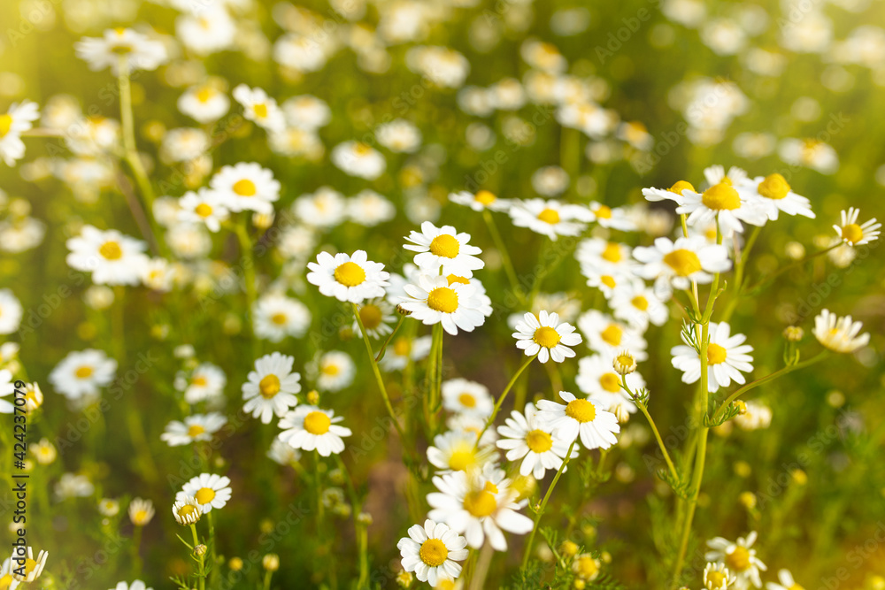 Fototapeta premium Summer nature background with daisies and sunlight, banner for website