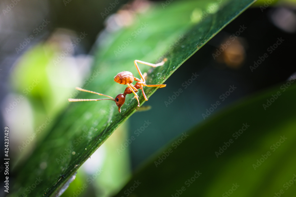 Fototapeta premium Red ant on green leaves on a natural background