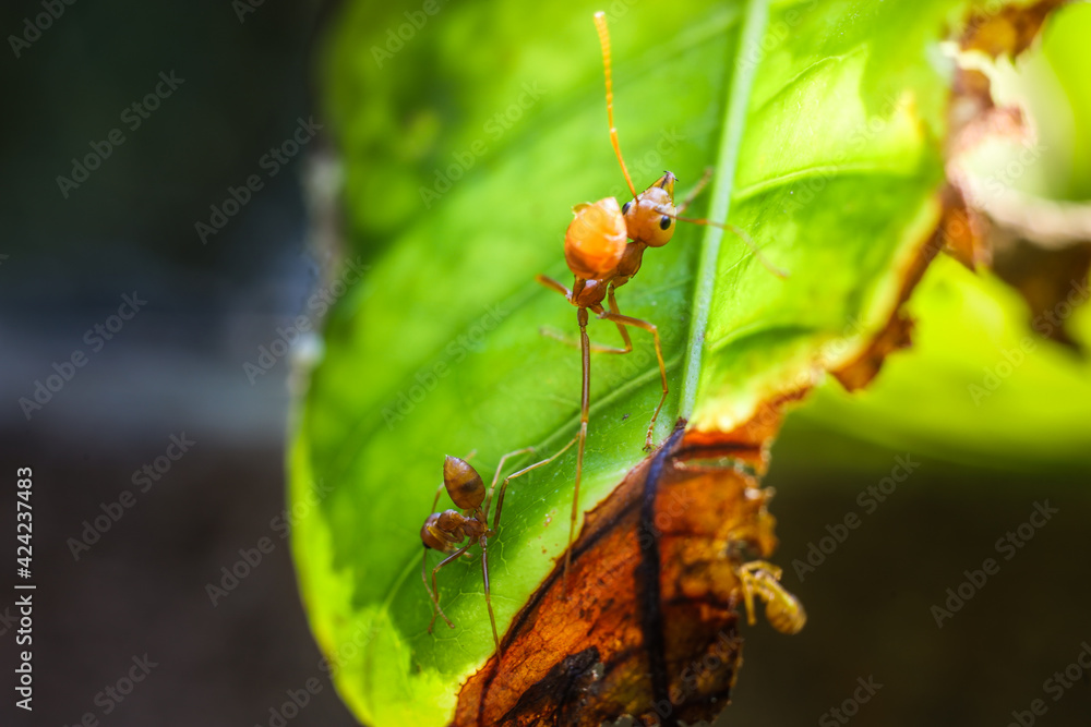 Red ant on green leaves on a natural background Red ant on green leaves on a natural background