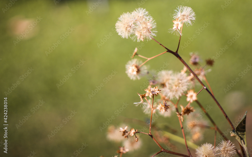 In late autumn a sprig of grass with the remnants of dry fluffy flowers sways in the wind. dry autumn flowers.
In late autumn a sprig of grass with the remnants of dry fluffy flowers sways in the wind. dry autumn flowers.