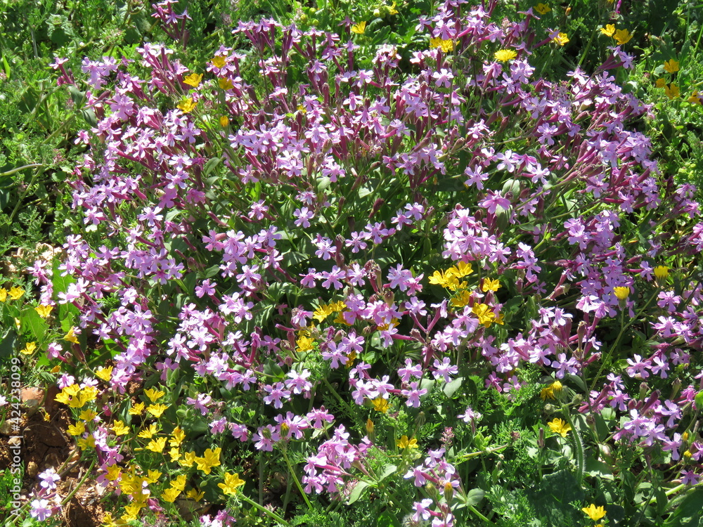 Spring in the Ajloun Mountains, Jordan Spring in the Ajloun Mountains, Jordan