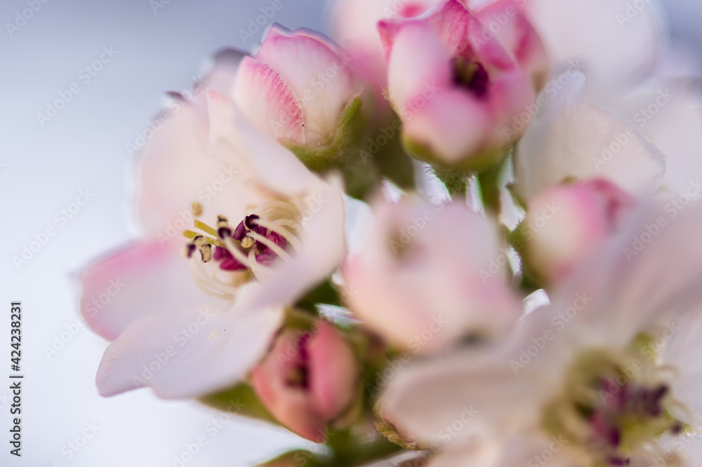 pink blossom pink blossom