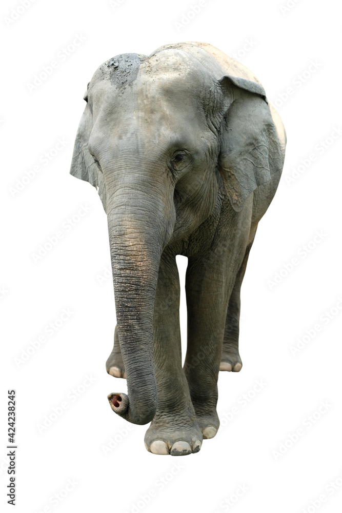 Naklejka premium Elephant isolated on white background. Elephants are the largest land mammals on earth and have distinctly massive bodies, large ears, and long trunks.
