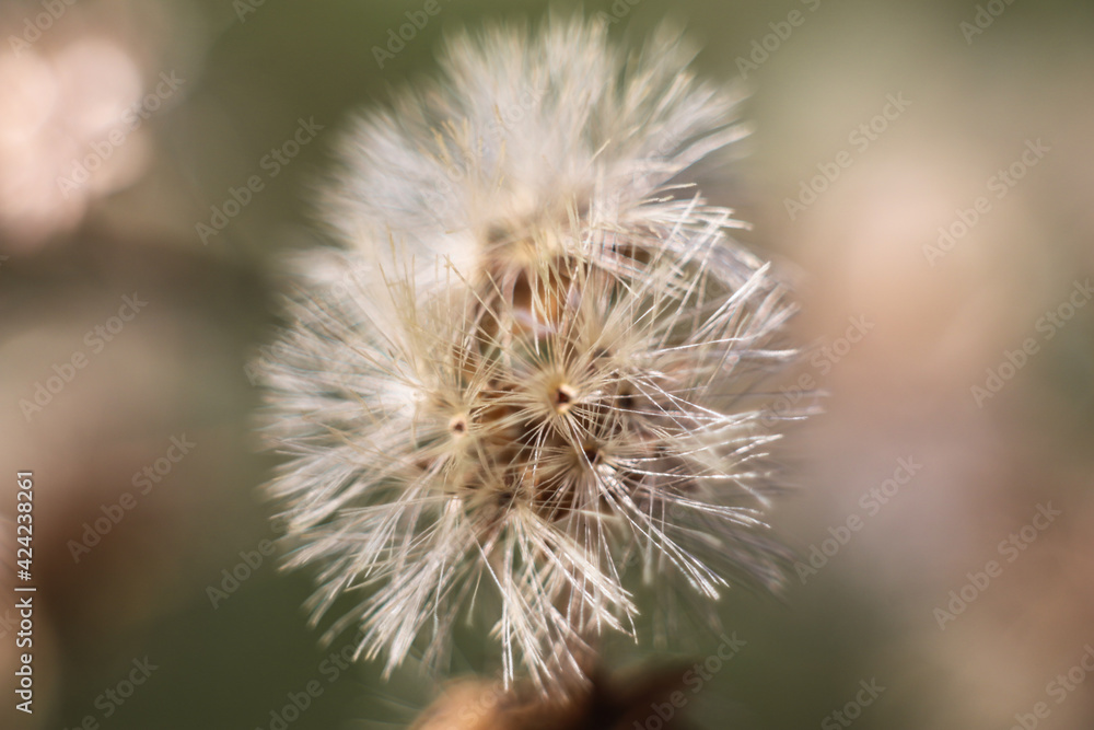 In late autumn a sprig of grass with the remnants of dry fluffy flowers sways in the wind. dry autumn flowers.
In late autumn a sprig of grass with the remnants of dry fluffy flowers sways in the wind. dry autumn flowers.